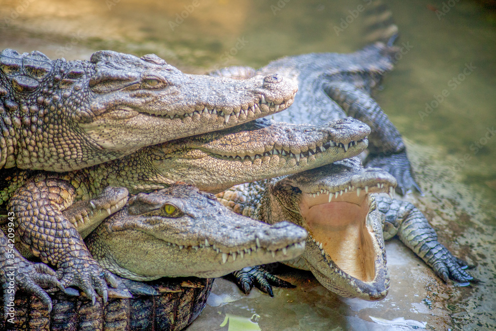 Obraz premium Four crocodiles get together in a crocodile farm in Pattaya, Thailand