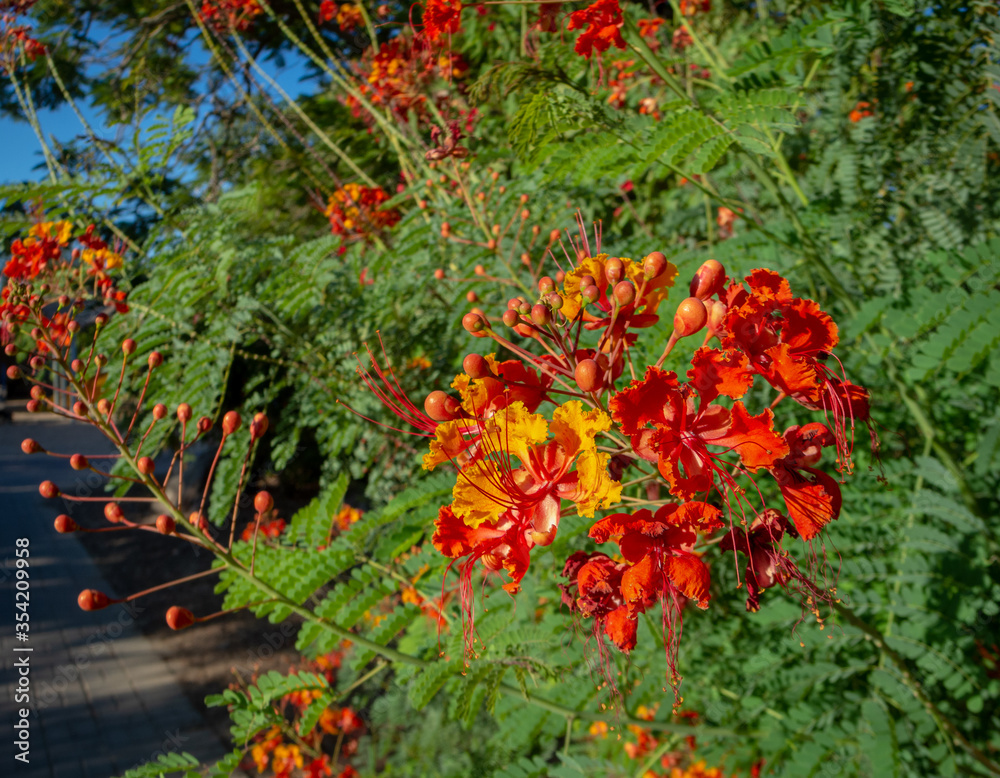 Caesalpinia pulcherrima is a species of flowering plant in the pea family, Fabaceae, native to the tropics and subtropics of the Americas.