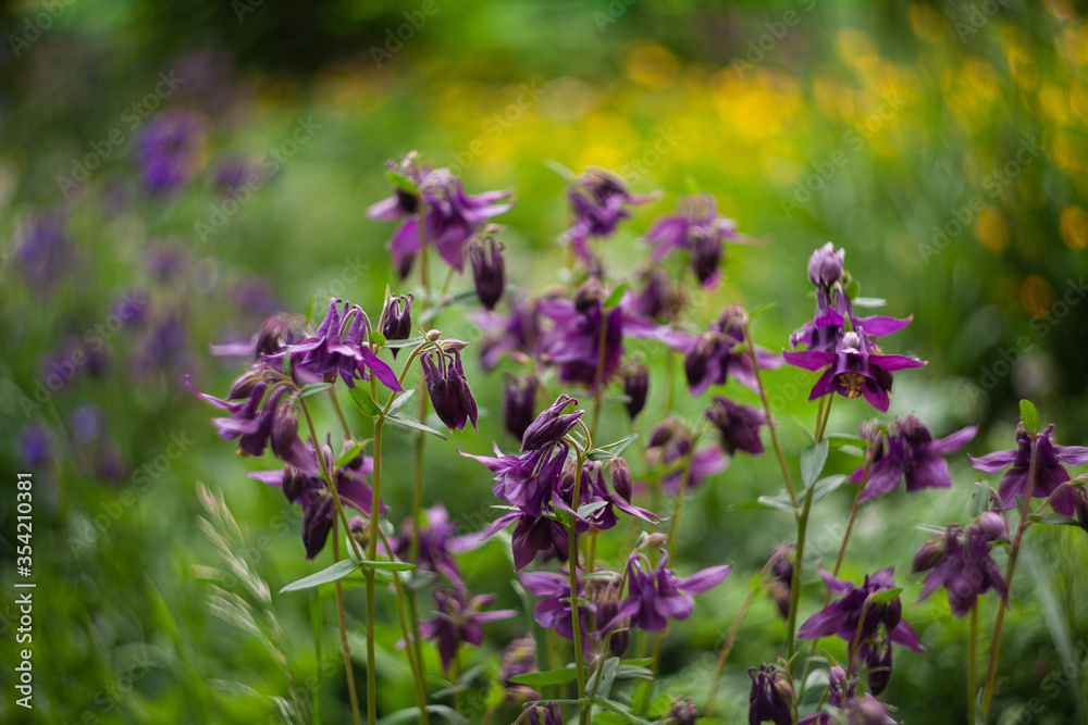 colorful summer flowers on a background of green grass. Nature, landscape, plants colorful summer flowers on a background of green grass. Nature, landscape, plants
