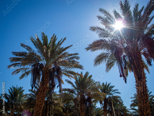 palm trees against blue sky