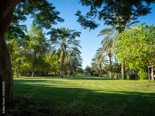 palm trees on a sunny day