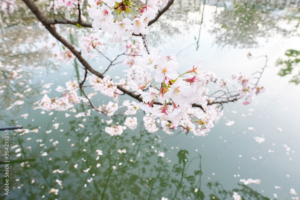 Fototapeta premium Shitennoji Temple with Sakura in Osaka, Japan