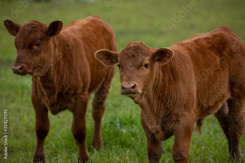 Fotografie Red Angus Calf