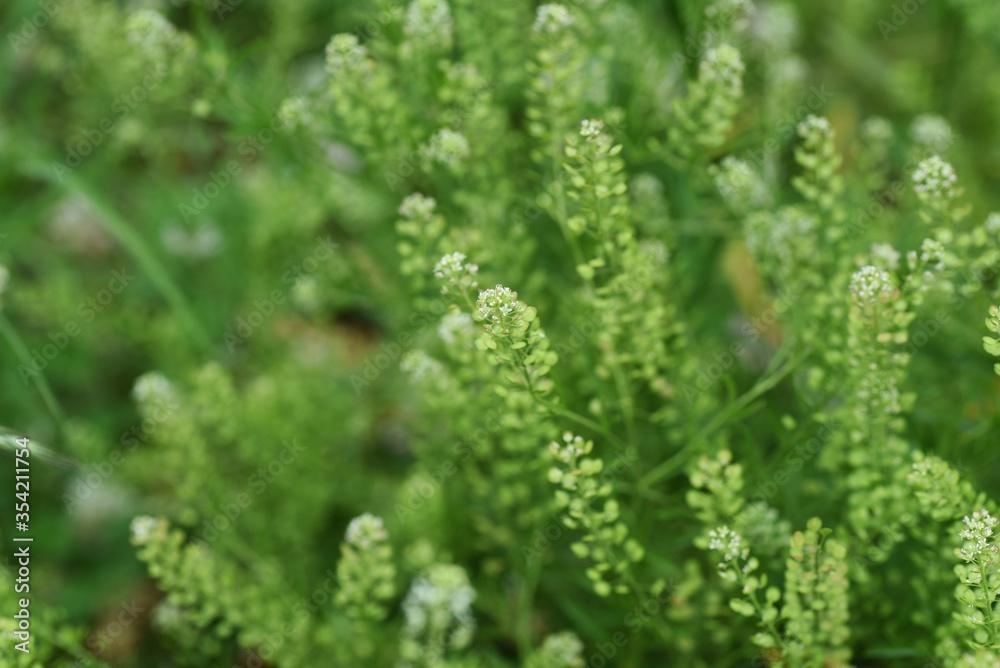 Lepidium virginicum (Virginia pepperweed) / Brassicaceae weed
