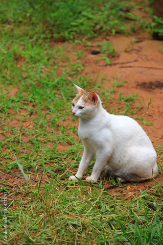 cat on the grass