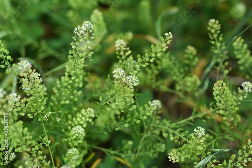 Lepidium virginicum (Virginia pepperweed) / Brassicaceae weed