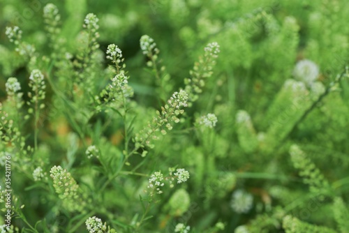 Lepidium virginicum (Virginia pepperweed) / Brassicaceae weed