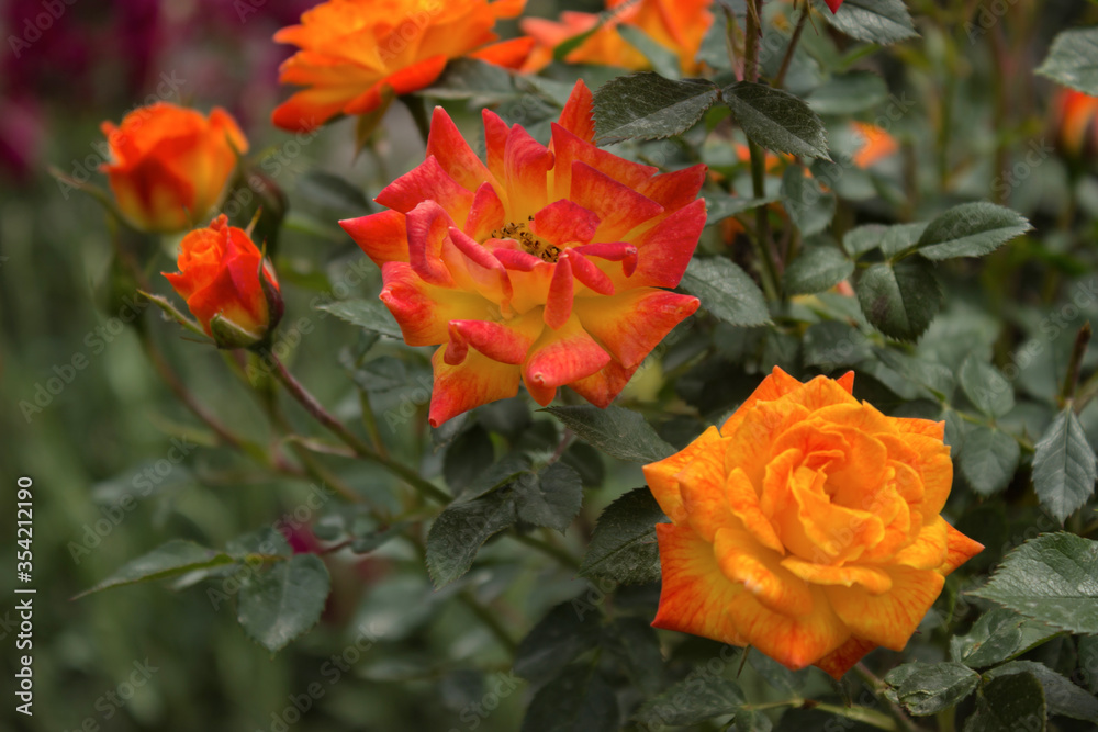 Bush of beautiful orange roses with flowers in the garden. Bush of beautiful orange roses with flowers in the garden.