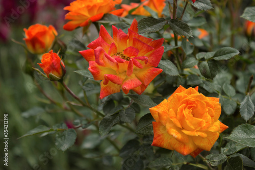 Bush of beautiful orange roses with flowers in the garden. 