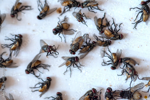 Close-up of dead flies from chemical destruction © chamnan phanthong