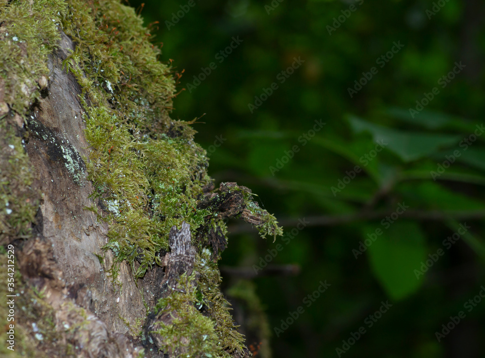 Fototapeta premium detail of bark of a chestnut tree