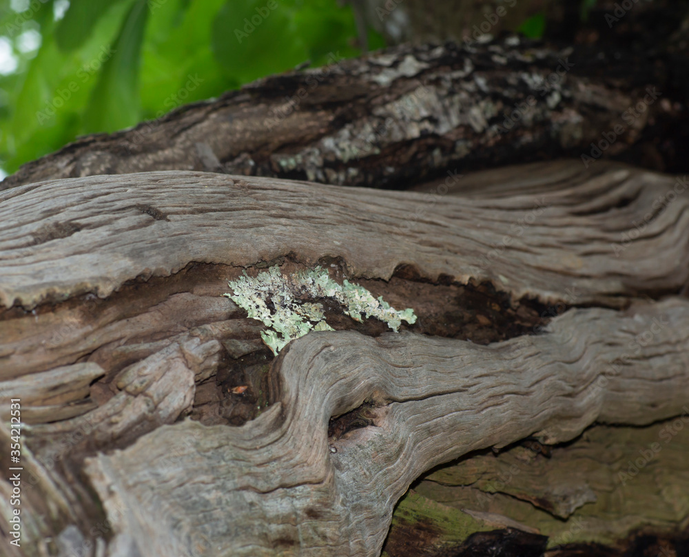 detail of bark of an old chestnut tree trunk