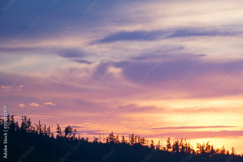 incredible pink-purple sunset over coniferous Russian forest, sky background incredible pink-purple sunset over coniferous Russian forest, sky background