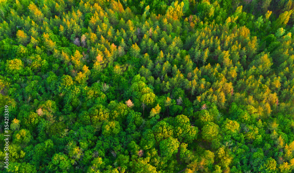 Aerial view colorful green summer forest at dawn - obrazy, fototapety, plakaty 