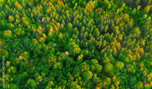 Aerial view colorful green summer forest at dawn