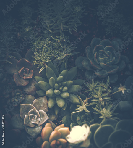 Succulent Plants in vintage style, Nature Background or Texture