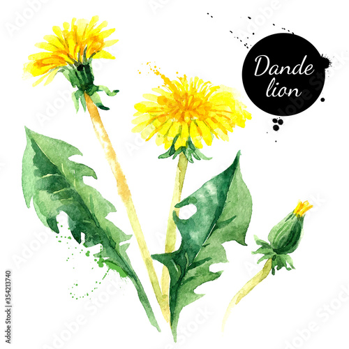 Hand drawn watercolor dandelion flower vector illustration. Painted sketch botanical herbs isolated on white background .