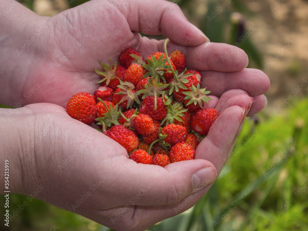 a handful of ripe red strawberries in the palms
a handful of ripe red strawberries in the palms