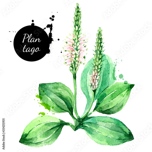 Hand drawn watercolor plantago vector illustration. Painted sketch botanical herbs isolated on white background