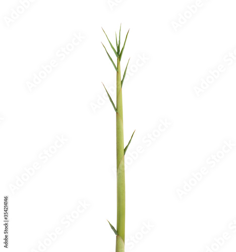 Bamboo shoots, isolated on a white background.