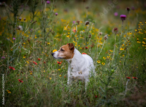 Fototapeta Naklejka Na Ścianę i Meble -  A cute dog, Jack Russell Terrier, standing in the wild flowers.