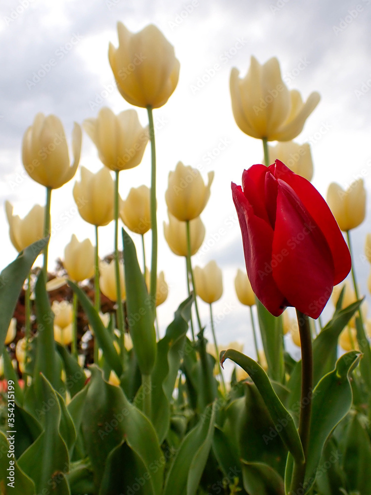 One lonely red tulip on a background of yellow tulips. A lonely tulip, not like everyone else.