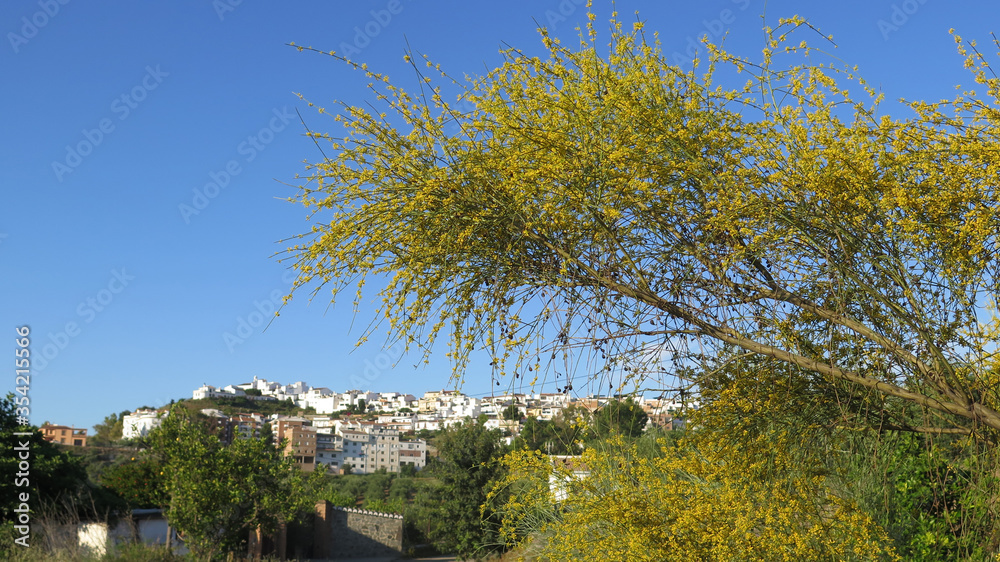 Large yellow flowering shrub in Spanish countryside Large yellow flowering shrub in Spanish countryside