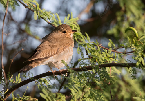 The gray-cheecked thrush ( Catharus minimus) in Texas during spring migration photo