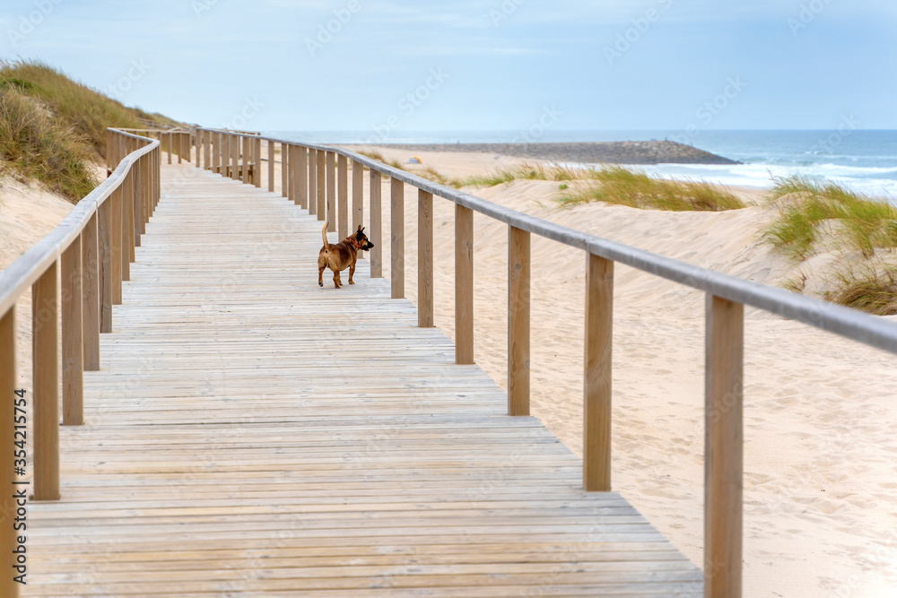 Wooden path at over sand dunes with ocean view and dog on it. Wooden footbridge of Costa Nova beach in Aveiro, Portugal.
