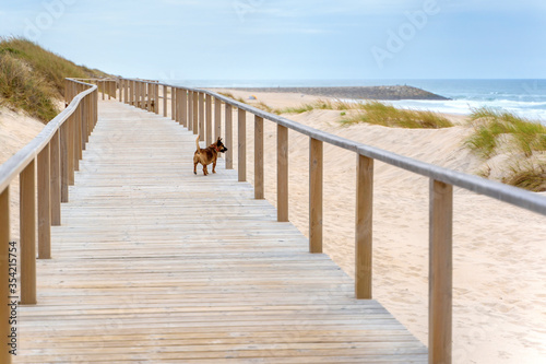 Fototapeta Naklejka Na Ścianę i Meble -  Wooden path at over sand dunes with ocean view and dog on it. Wooden footbridge of Costa Nova beach in Aveiro, Portugal.