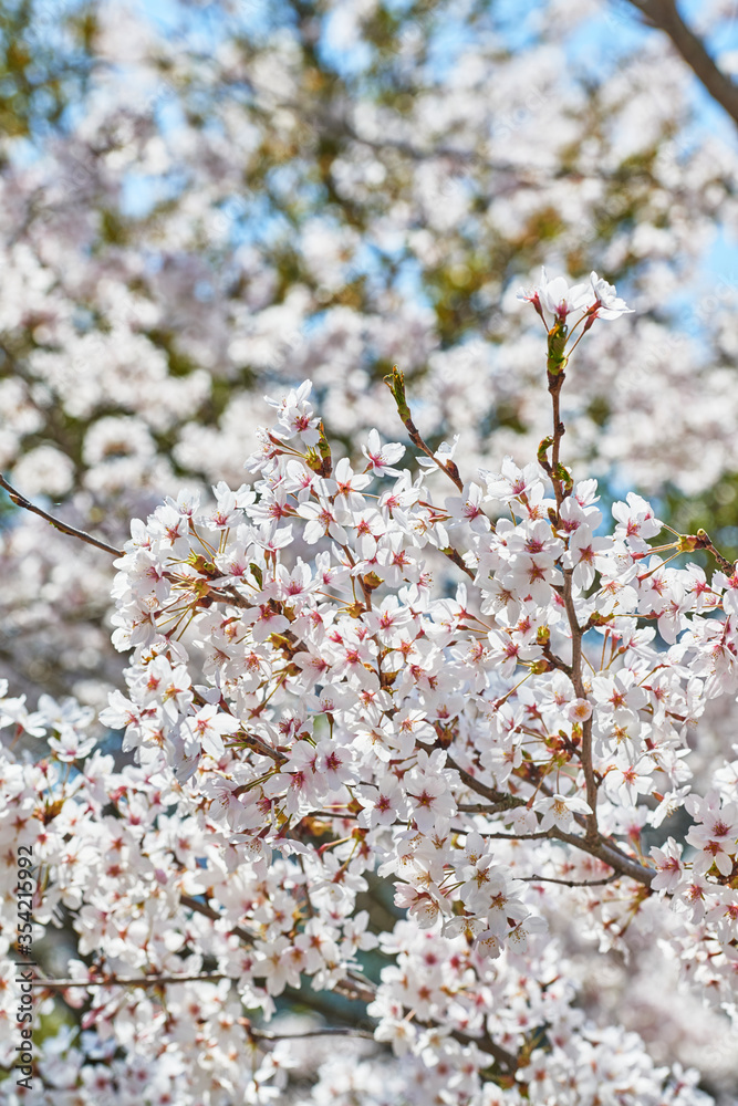 桜