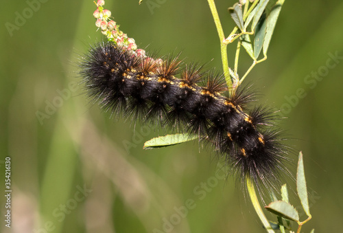 The salt marsh moth (Estigmene acrea) caterpillar close up..