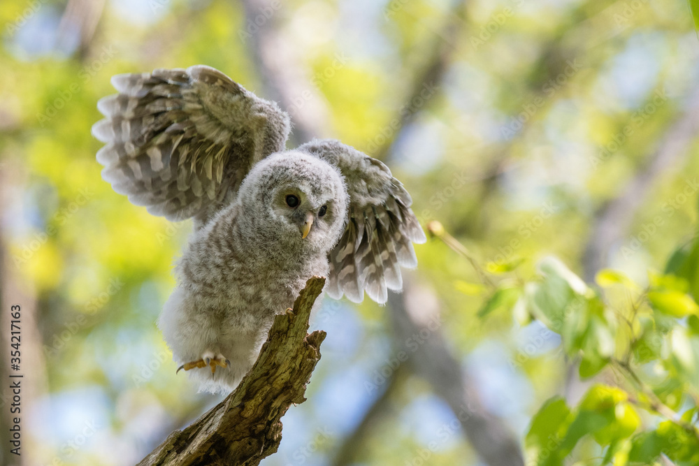 Obraz premium エゾフクロウの幼鳥