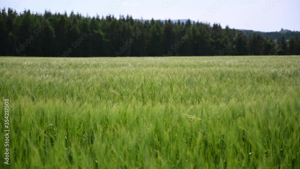 Green wheat field moving in the wind Green wheat field moving in the wind