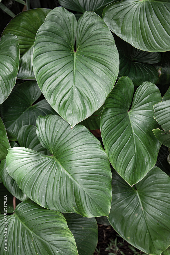 Fototapeta premium Green tropical leaves creating patterns.