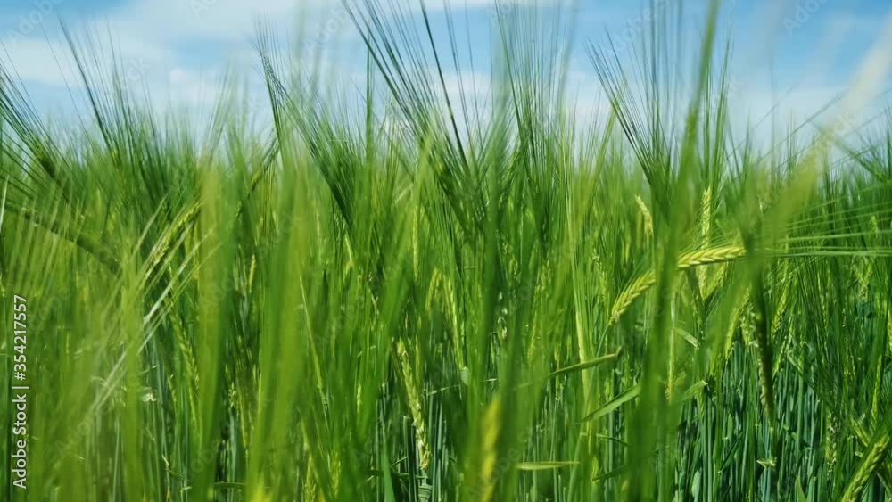 Green wheat field moving in the wind Green wheat field moving in the wind