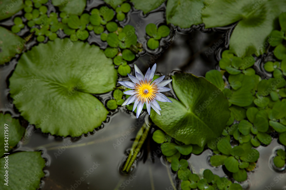 Tropical white and yellow water flower in Bali, lily or lotus with green leaves surrounding it. Tropical white and yellow water flower in Bali, lily or lotus with green leaves surrounding it.