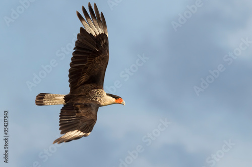 Northern crested caracara (Caracara cheriway) flying in the sky