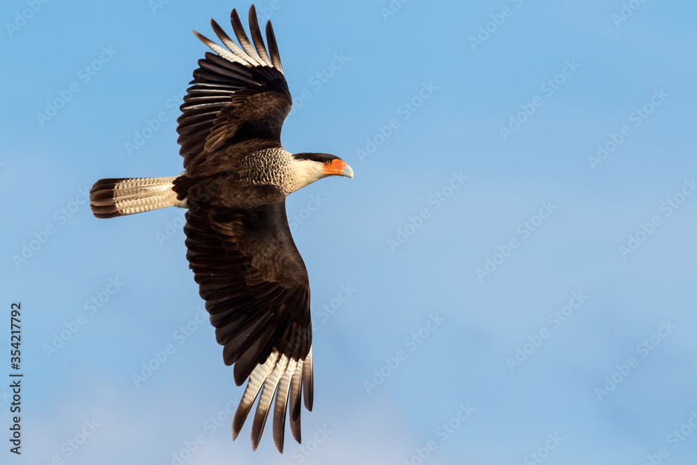 Obraz premium Northern crested caracara (Caracara cheriway) flying in the sky