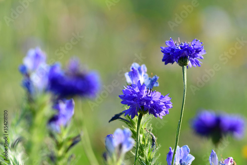 Close-up of clover flowers blooming in the garden.