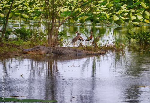 The landscape with a big american alligator and birds at Brazos Bend State Park