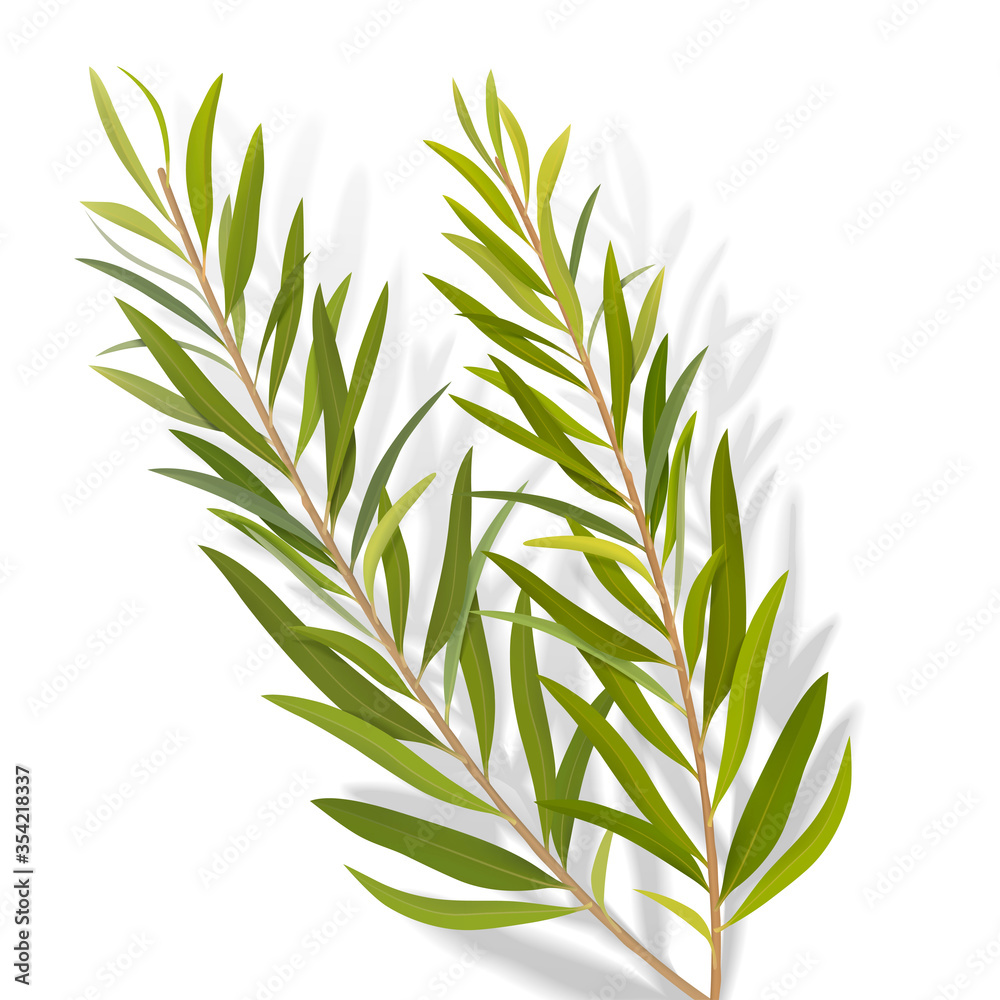 Fototapeta premium Set of tea tree leaves