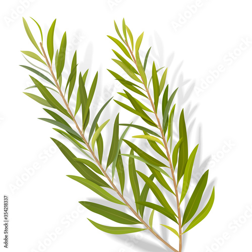 Set of tea tree leaves