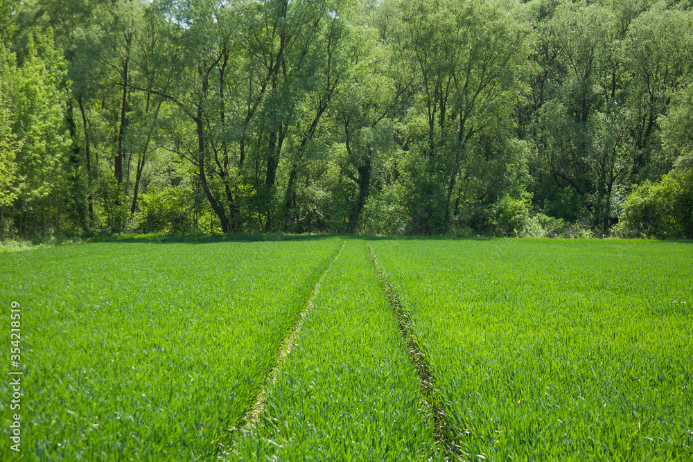 A path in a field of green wheat