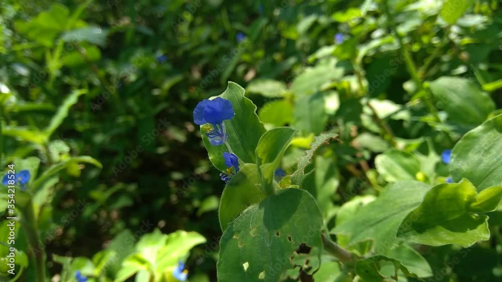 Close up Commelina diffusa (climbing dayflower or spreading dayflower) with a natural background. It is a pantropical herbaceous plant in the dayflower family. Grass with a small blue flower.