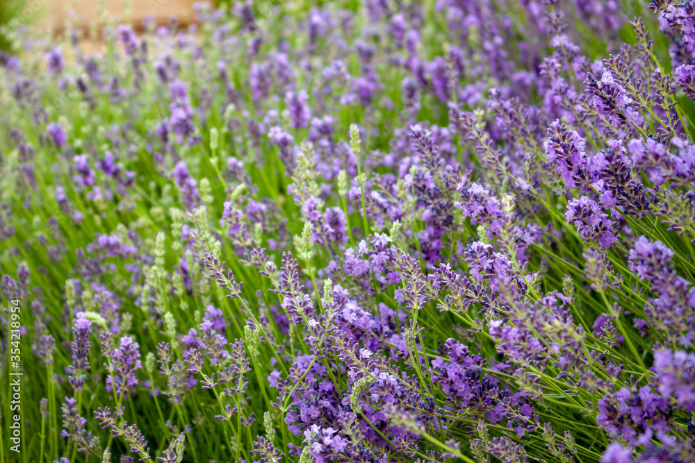 Closeup field of purple lavender flowers in Albuquerque, New Mexico background