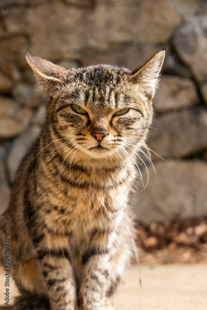 ワイルドな表情のねこ　Wild look of Japanese domestic cat