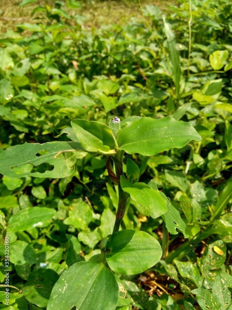 custom made wallpaper toronto digitalClose up Commelina diffusa (climbing dayflower or spreading dayflower) with a natural background. It is a pantropical herbaceous plant in the dayflower family. Grass with a small blue flower.