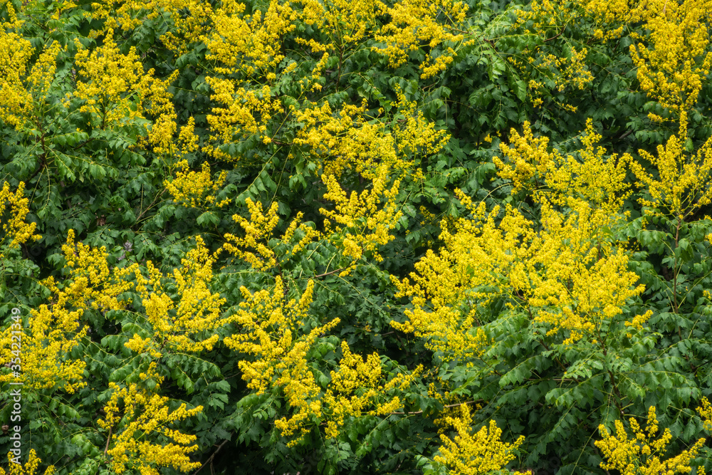 Mimosa flowers branches. Acacia derwentii with yellow flowers. Mimosa flowers branches. Acacia derwentii with yellow flowers.