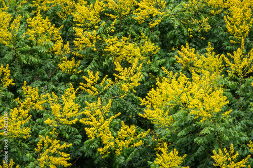 Mimosa flowers branches. Acacia derwentii with yellow flowers.